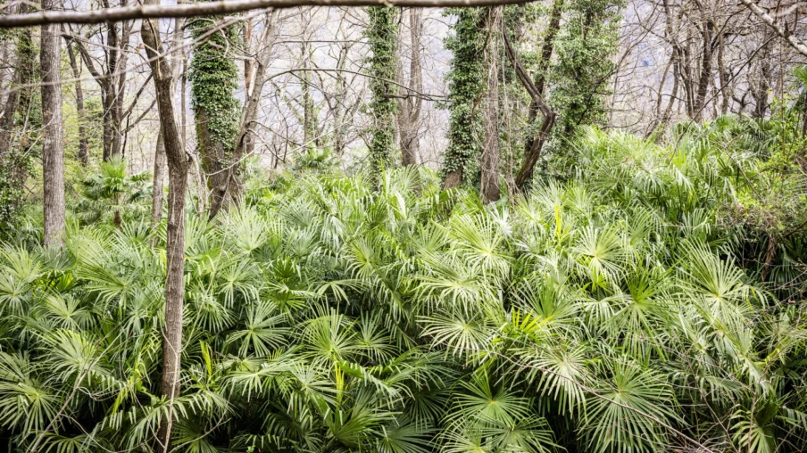 Fribourg : plateforme #àlarrache contre néophytes envahissantes