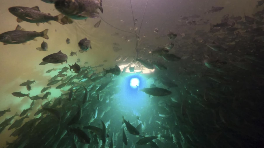 Les saumons exposés à la cocaïne nagent 1,9 fois plus (étude)