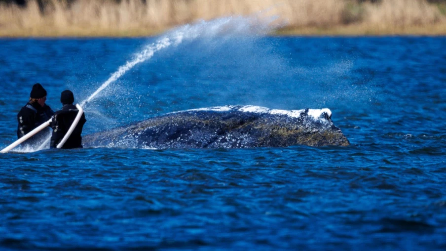 La baleine échouée qui met à nu les divisions de la société allemande