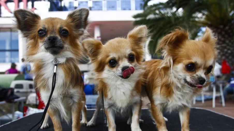 Les 18 chiots de la SPA Valais sauvés en janvier ont été adoptés