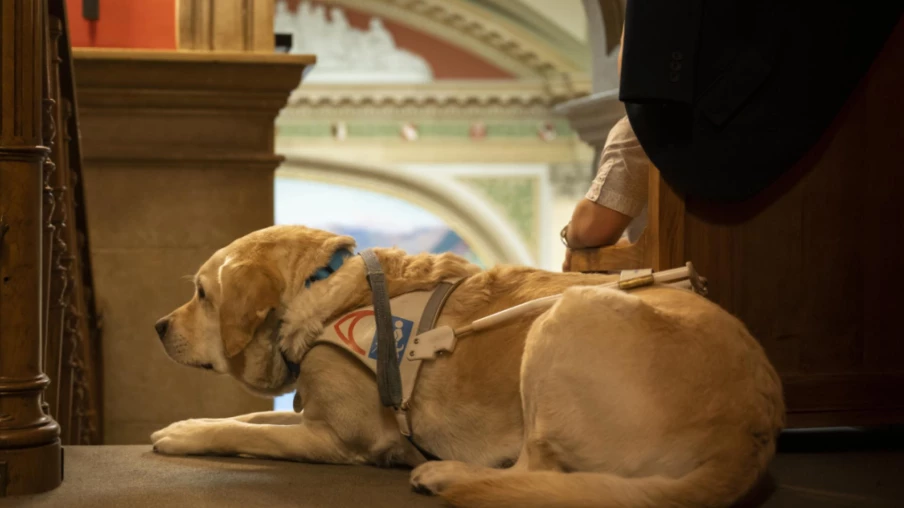 Certification des formateurs de chiens d'assistance en Suisse