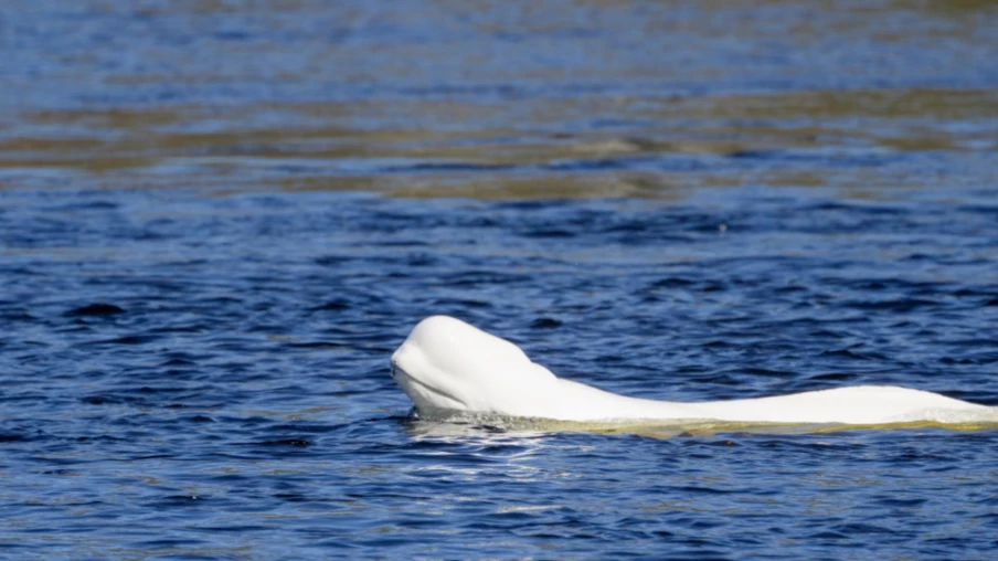 Norvège : béluga observé dans la rivière Drammen près d'Oslo