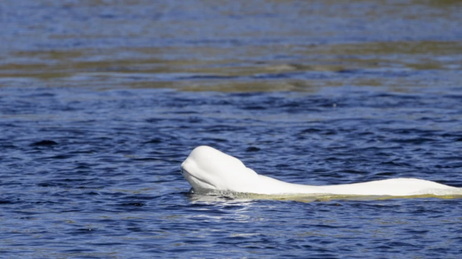 Norvège : béluga repéré dans la rivière Drammen près d'Oslo