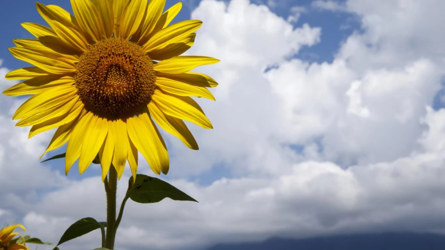 Exposition 'Clock' aux Berges de Vessy : les horloges biologiques