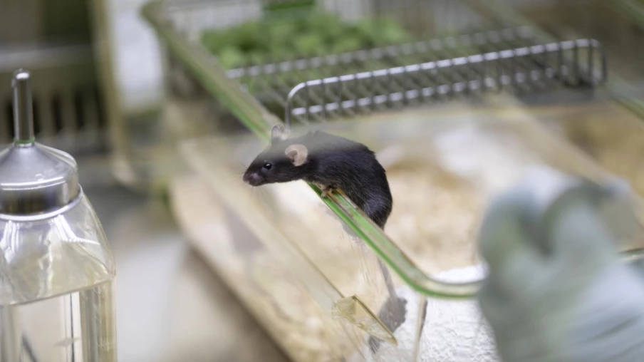 IA Grimace : détecter la douleur chez les souris de laboratoire