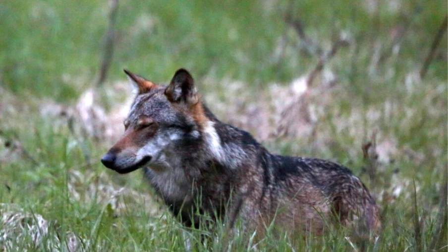 Valais : tir d’un loup ordonné à Visperterminen après sept pertes