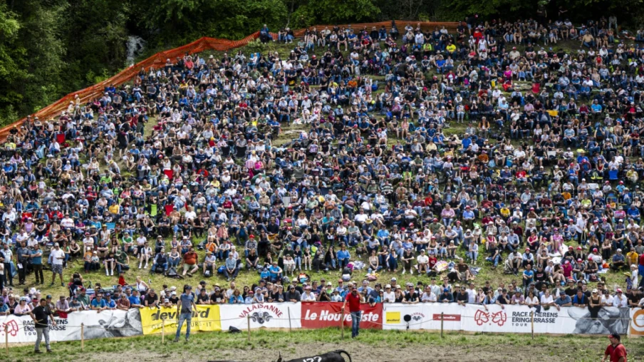 Combats de reines : le Haut-Valais organise la finale nationale à Sion