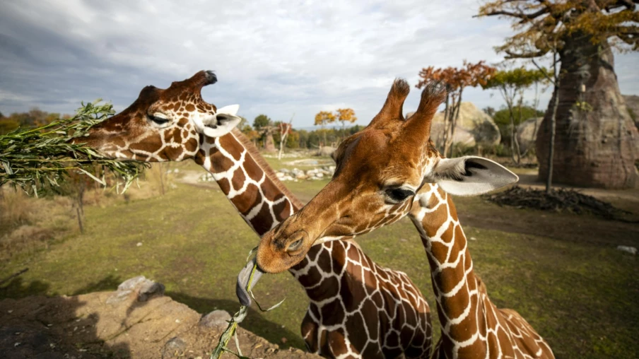 Obi, le mâle girafe du zoo de Zurich, euthanasié après une blessure