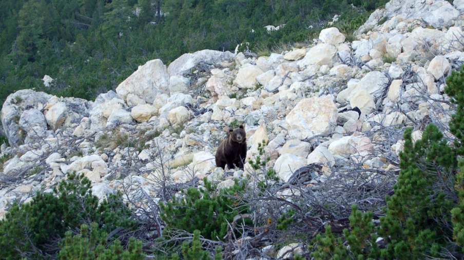 Ours aperçu dans le Val Poschiavo (GR) : caméra confirme son retour