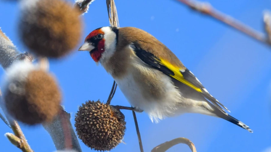 BirdLife invite la Suisse à compter les oiseaux du 7 au 10 mai 2026