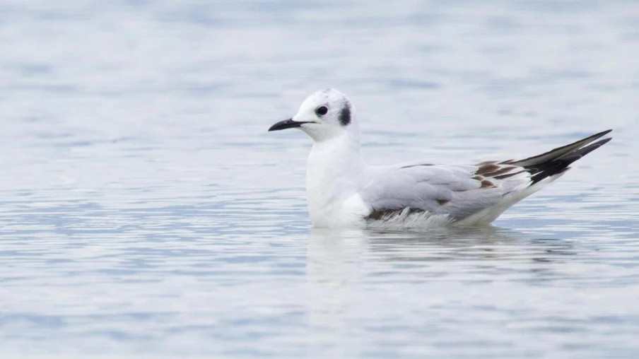 Vaud : mouette de Bonaparte observée pour la première fois en Suisse