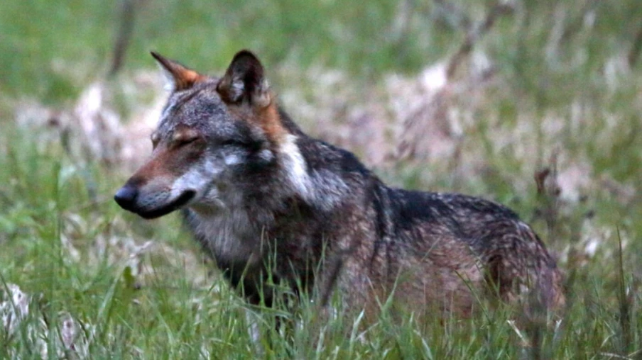 Loup abattu à Staldenried (Valais) après 7 animaux de rente tués