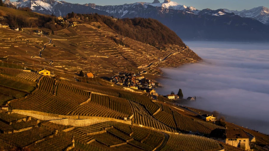 Vignoble de Lavaux : biodiversité riche mais fragile, selon une étude