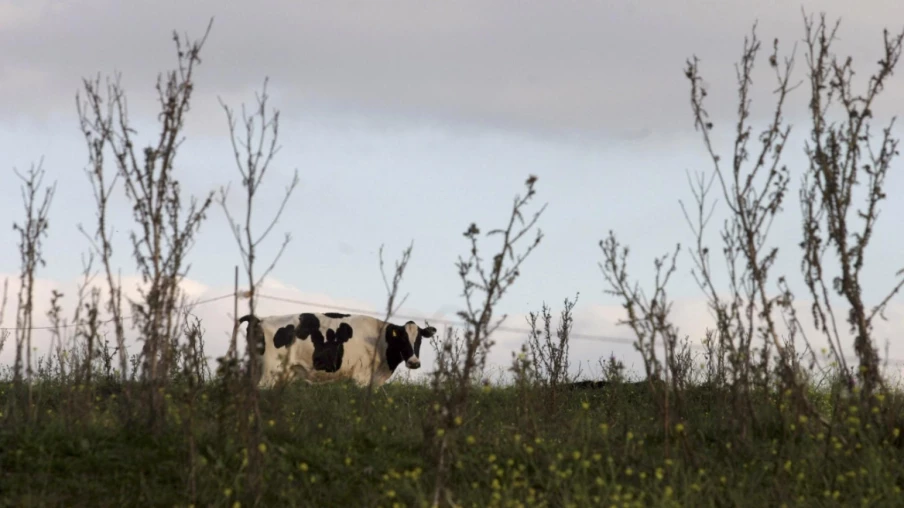 L'accord avec le Mercosur bien accueilli en commission