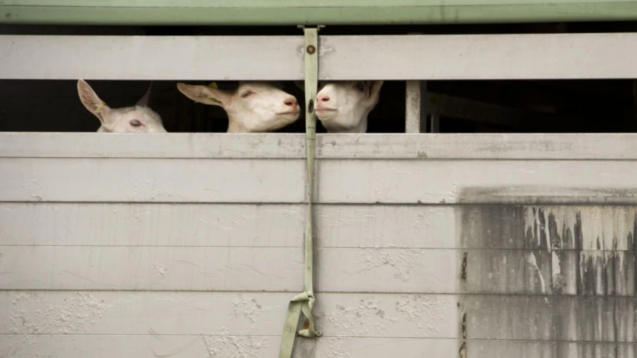 Transports d'animaux la nuit et le dimanche dès le 1er juillet