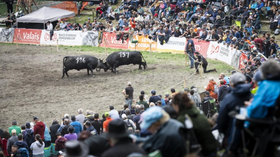 Canaille sacrée reine des reines des vaches d'Hérens à Sion