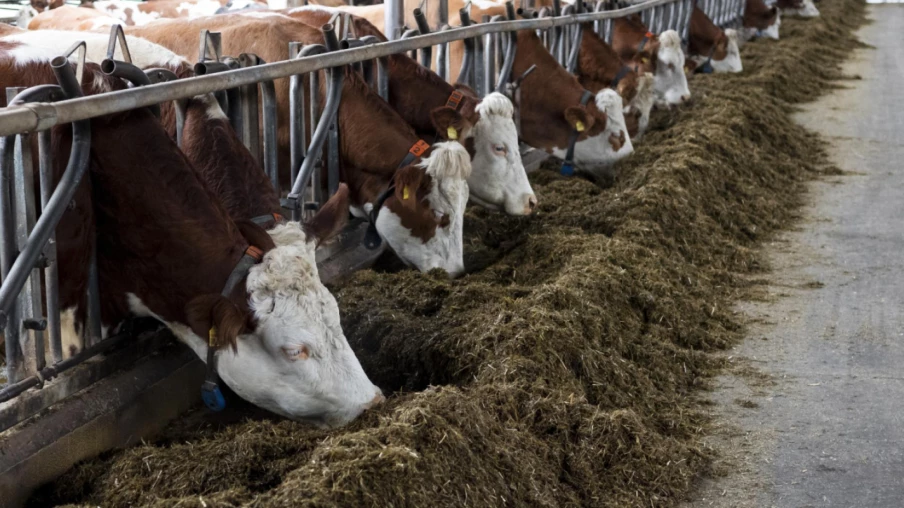 2025: baisse des vaches laitières et des porcs en Suisse