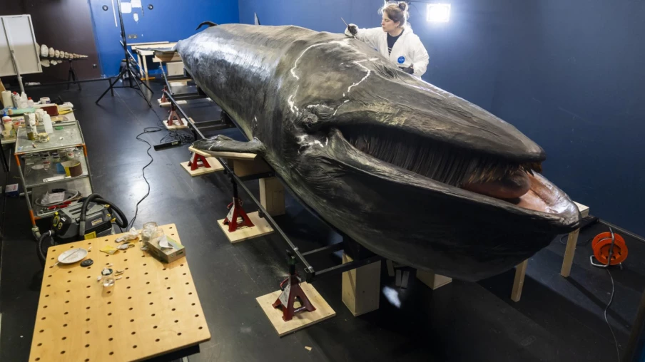 Fribourg : le MHNF prépare le transfert de sa baleine naturalisée