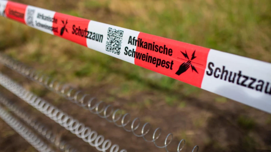 Risque élevé de propagation de la peste porcine africaine en Suisse