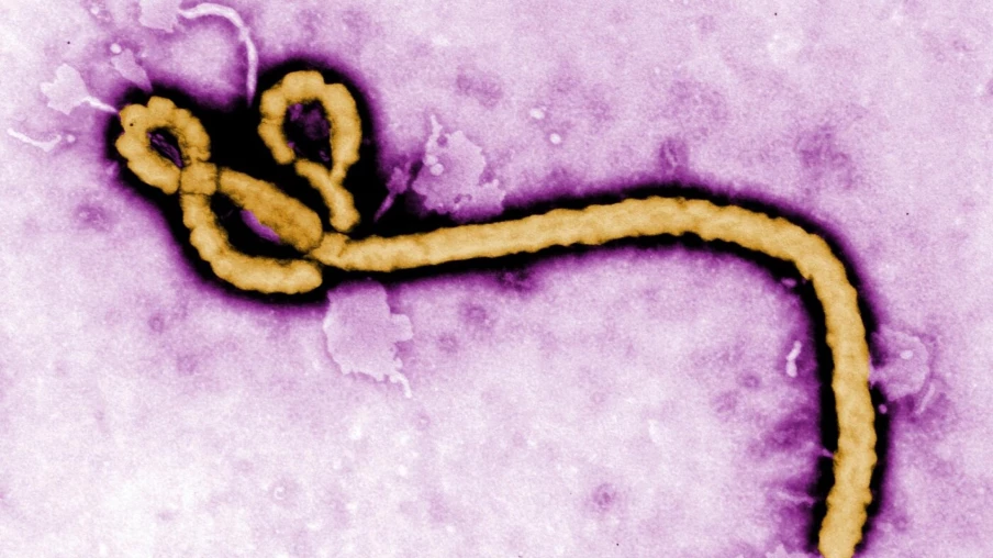 OMS déclare urgence de santé publique pour Ebola en RDC et Ouganda