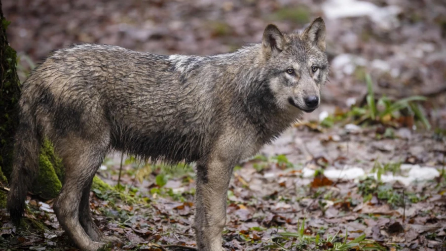 L'OFEV : la régulation du loup freine sa croissance en Suisse