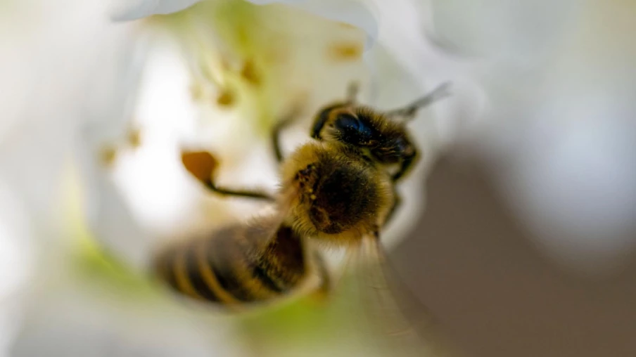 Apiculteurs lancent une initiative en Suisse pour sauver les abeilles