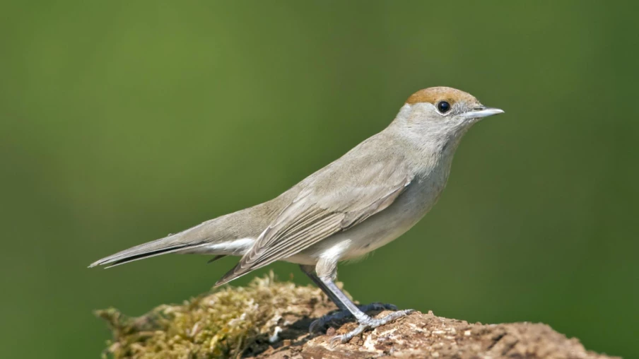 La fauvette à tête noire, nouvel oiseau le plus répandu en Suisse