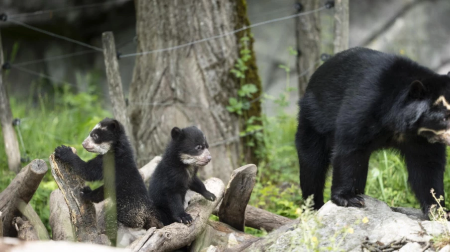 Naissance de deux oursons d'ours à lunettes au zoo de Zurich