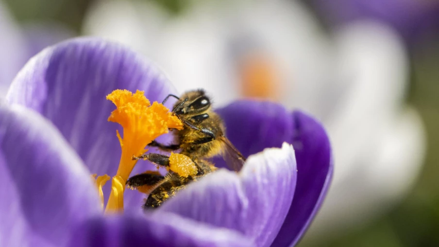 Biodiversité en Suisse : mesures fédérales jugées insuffisantes