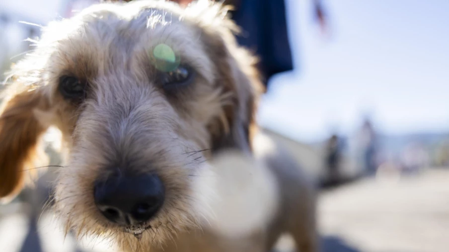Grand Conseil valaisan : nouvelle loi sur les chiens et taxe 25 fr
