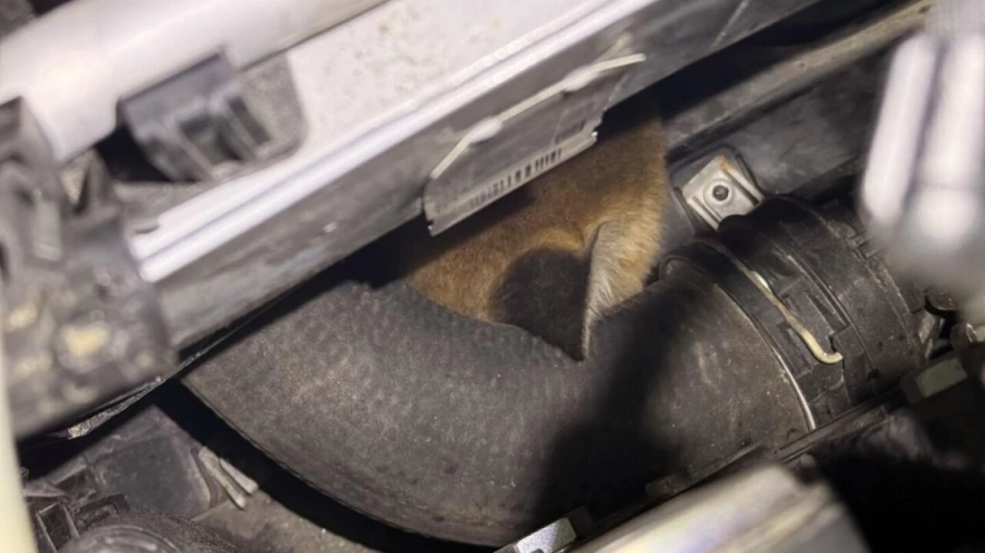Deux renardeaux retrouvés sous le capot d'une voiture à Winterthour