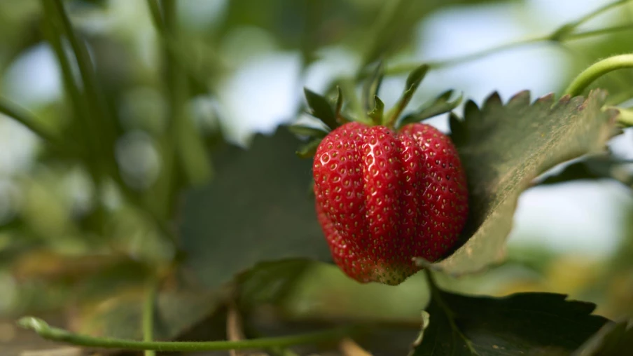 Fraises suisses : saison retardée, 1 100 tonnes/semaine attendues