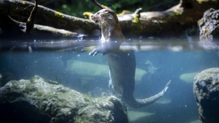 La loutre revient en Suisse : succès fragile lié aux cours d'eau