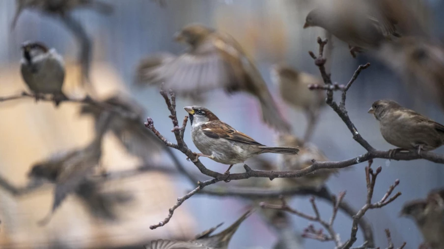 Grand Conseil vaudois : protéger les oiseaux des collisions
