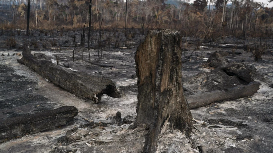 Brésil : déforestation en 2025 sous le million d'hectares