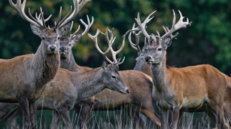 Berne : 1 409 tirs autorisés de cerfs nobles pour protéger les forêts