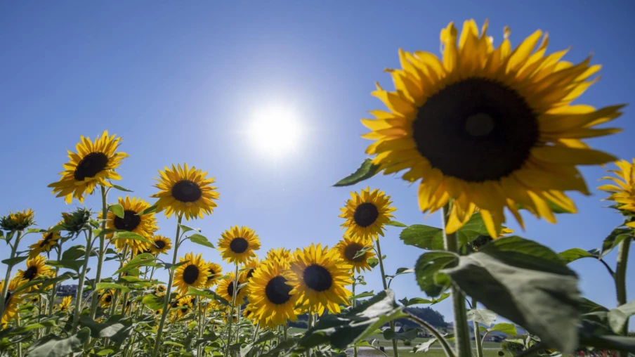 Chaleur en Suisse : pas d'épisode caniculaire malgré plus de 30 °C