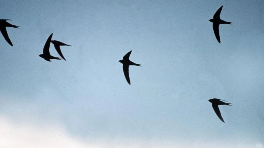 Un tiers des nids de martinets en Europe contaminés par des déchets plastiques, selon une étude