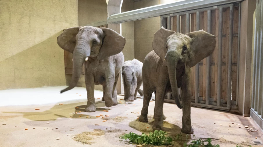Arrivée de trois éléphantes au zoo de Bâle, reproduction possible 2027