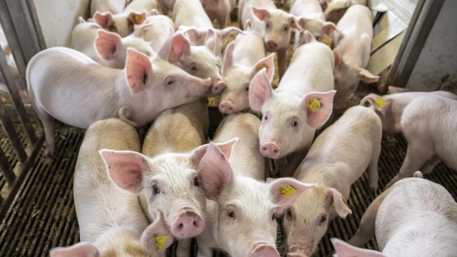 Vidéo de maltraitance animale : enquête sur une porcherie de la Broye