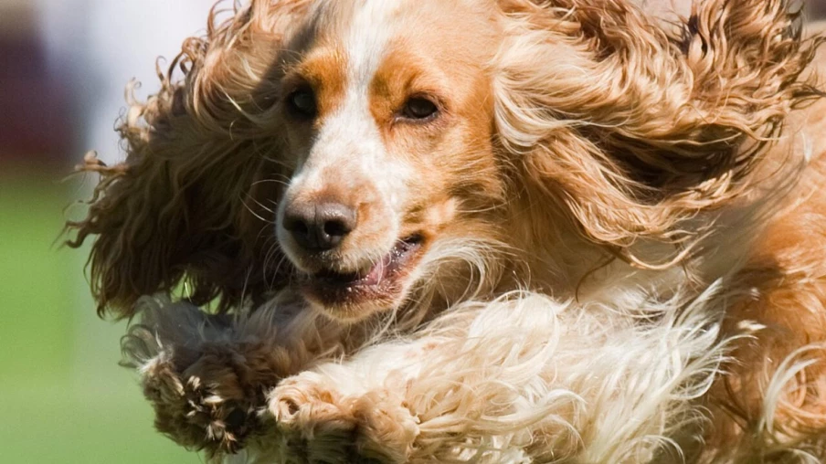 Sion inaugure un parc canin végétalisé de 1 200 m²