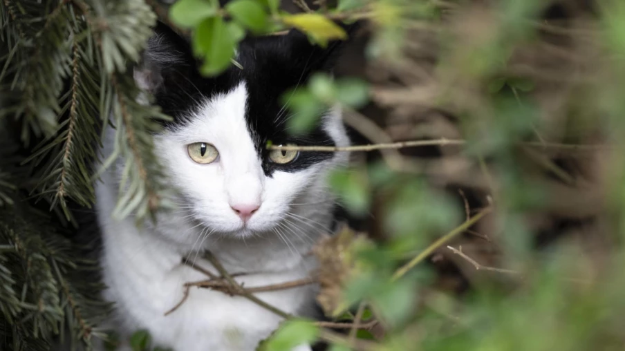 Députés vaudois rejettent un postulat sur les chats et l'environnement