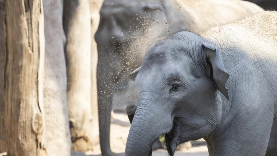 Zoo de Zurich : éléphanteau euthanasié un jour après sa naissance
