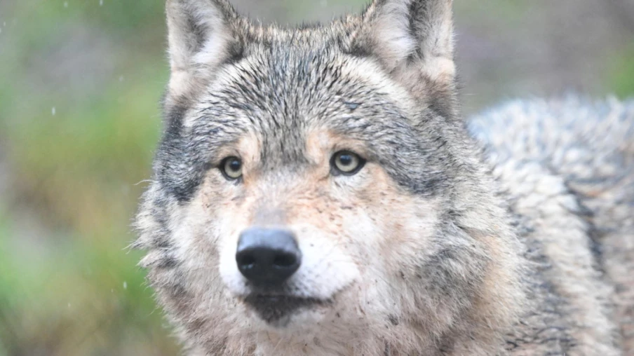 Allemagne : le loup qui avait mordu une femme est présumé mort