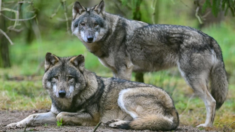 La Suisse compte 43 meutes de loups et 350 individus en 2025