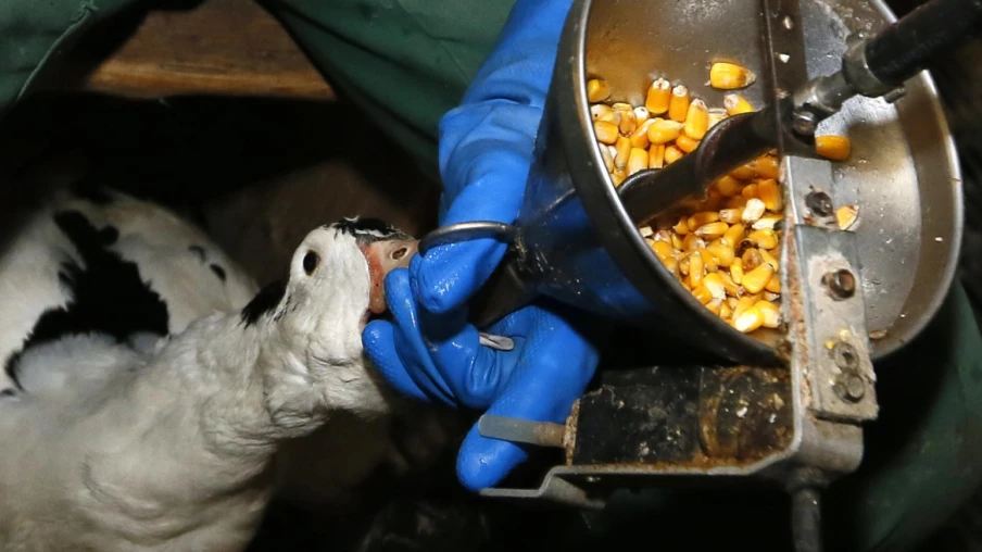 Parlement favorable à des restrictions sur l'importation de foie gras