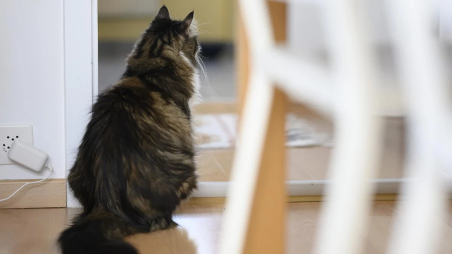 Chat grièvement blessé : tribunal fédéral confirme le séquestre