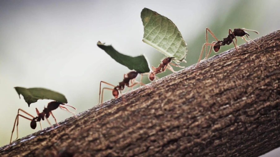 Les fourmis : évolution liée aux variations climatiques passées