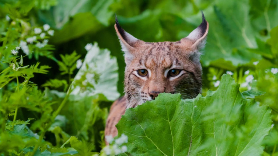 Lynx en Suisse : accidents et braconnage menacent sa survie