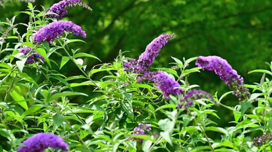 Neuchâtel mobilise la population contre les plantes envahissantes